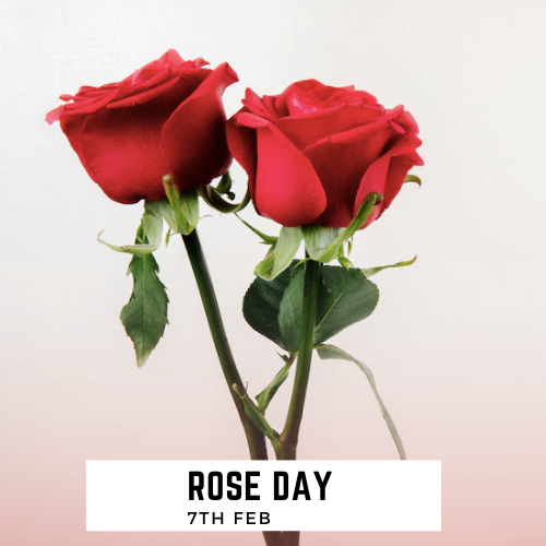 Rose day giftsbay